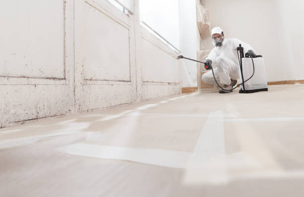 Black mold remediation team in Saddle Brook